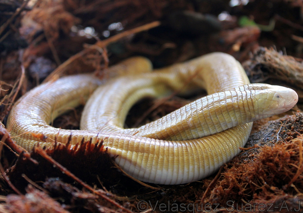 Red Worm Lizard from Universidad de los Llanos on August 16, 2013 by ...