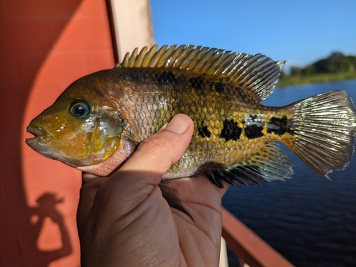 Redhead Cichlid