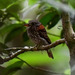 Semicollared Puffbird - Photo (c) Marc Faucher, all rights reserved, uploaded by Marc Faucher