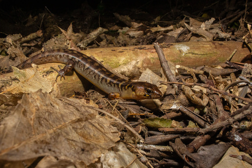 Oligosoma alani