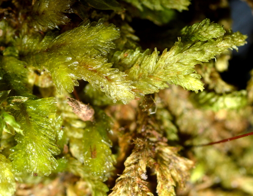 Callicostella pallida