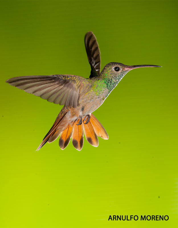 Buff-bellied Hummingbird photo