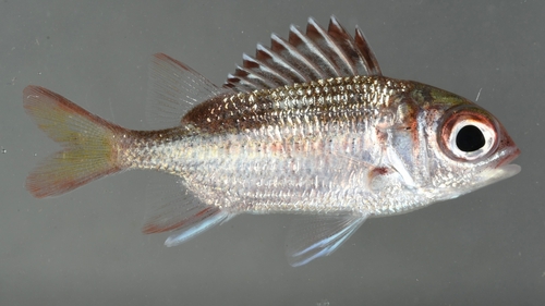 Tinsel Squirrelfish