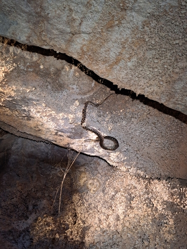 Spotted Python sighting