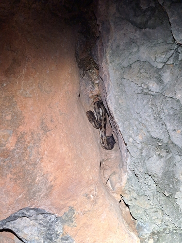 Spotted Python sighting