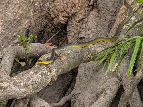 Common Tree Snake sighting