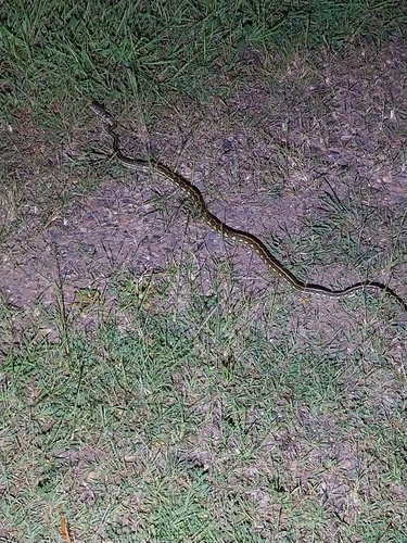 Coastal Carpet Python sighting