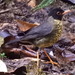 Speckled Nightingale-Thrush - Photo (c) Rudy Gelis, all rights reserved, uploaded by Rudy Gelis