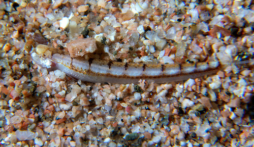 Limnichthys marisrubri — seen at this dive site