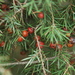 Juniperus oxycedrus oxycedrus - Photo (c) Cemil Gezgin, all rights reserved, uploaded by Cemil Gezgin