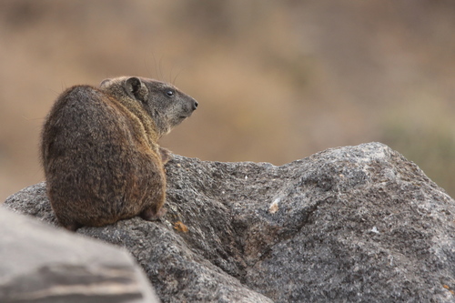 Eastern Rock Hyrax