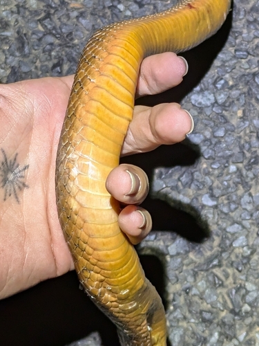 Brown Tree Snake sighting