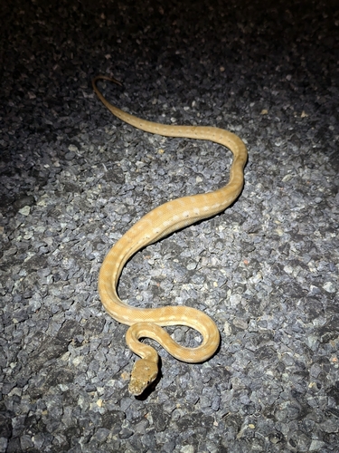 Coastal Carpet Python sighting