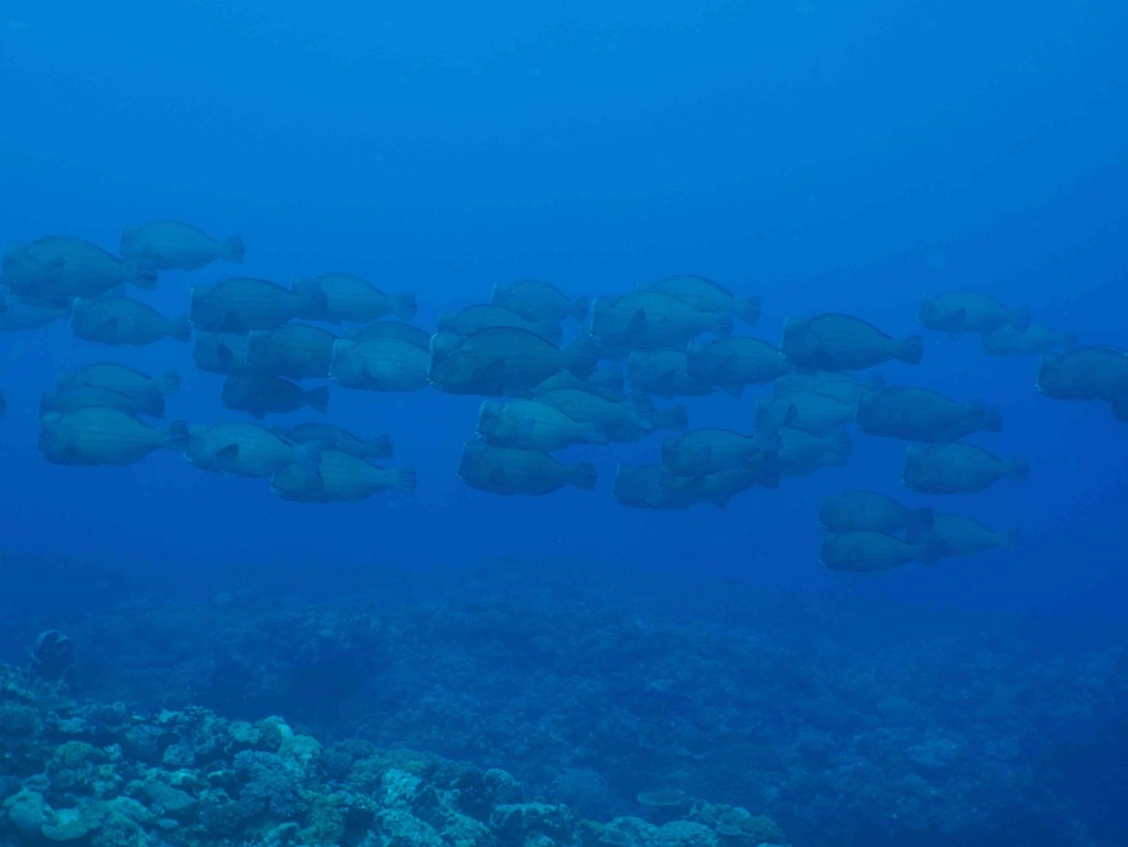 Humphead Parrotfish