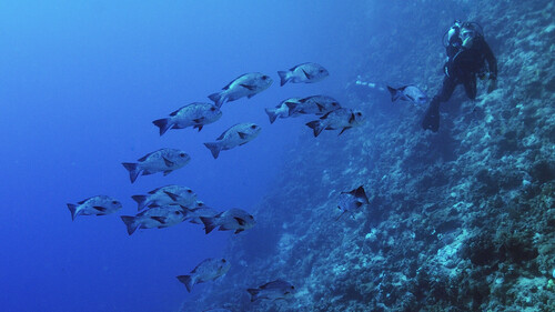 Black-and-white Snapper — seen at this dive site