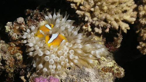 Red Sea Anemonefish — seen at this dive site