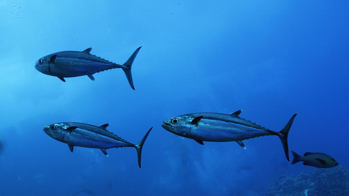 Dogtooth Tuna — seen at this dive site