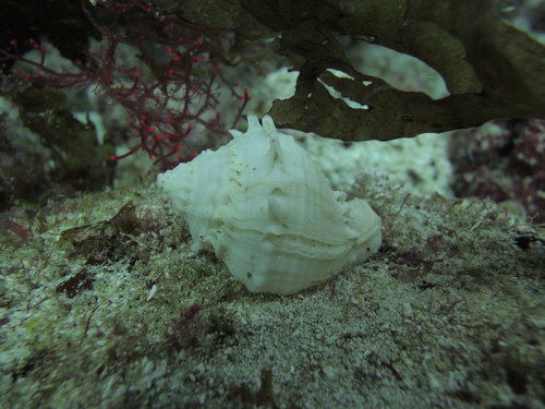 Melongena bispinosa
