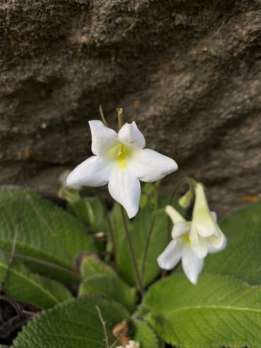 Streptocarpus kunhardtii