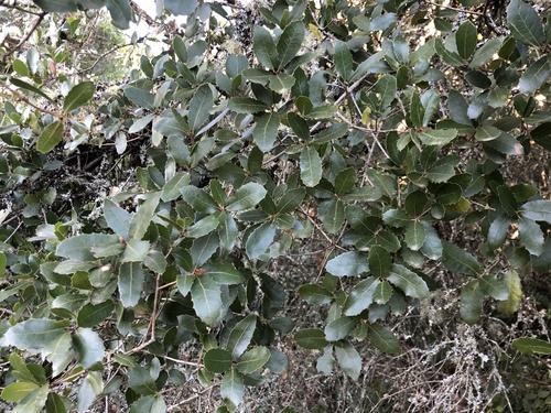 False-kermes oak