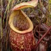 Nepenthes rowaniae - Photo (c) Chien Lee, todos los derechos reservados, subido por Chien Lee
