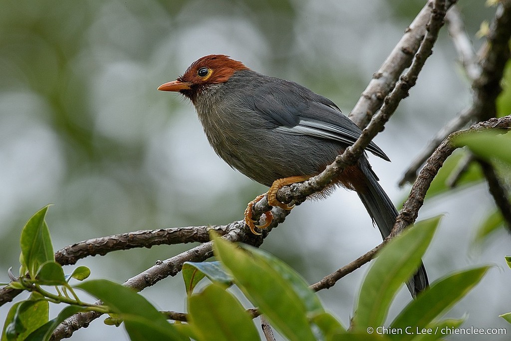 Chestnut-hooded Laughingthrush photo