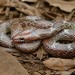 Common Wolf Snake - Photo (c) Chien Lee, all rights reserved, uploaded by Chien Lee