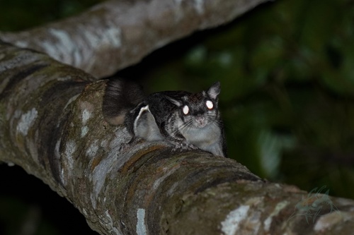 Hainan Flying Squirrel (Hylopetes electilis) — Data Deficient Mammalia