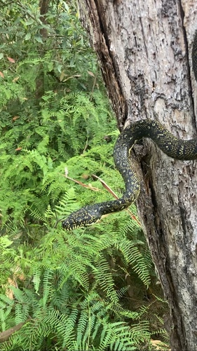 Diamond Python sighting