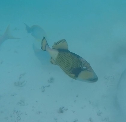 Titan Triggerfish — seen at this dive site