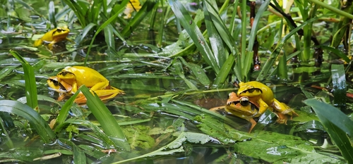 Madagascar Jumping Frog
