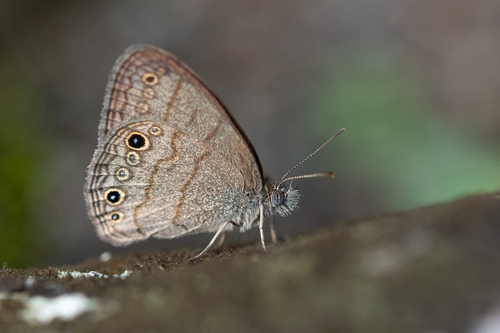 Hermeuptychia hermes Fabricius, 1775