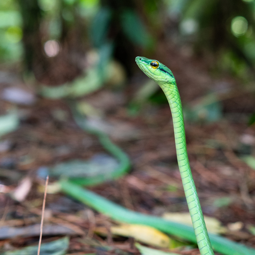 Western Parrot-Snake