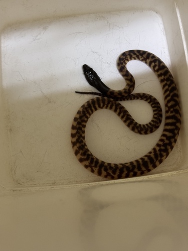 Black-headed Python sighting