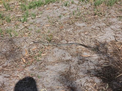 Tiger Snake sighting