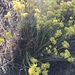 Eriogonum umbellatum subaridum - Photo (c) cstafford，保留所有權利