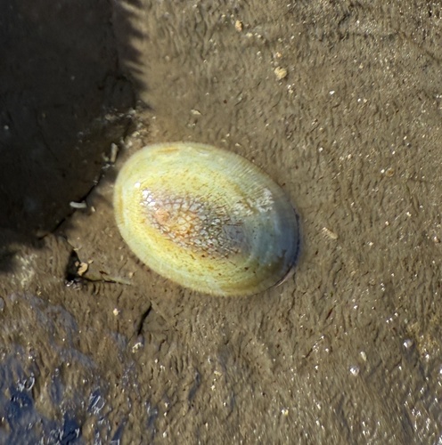 Rocking Chair Limpet