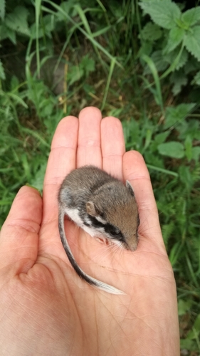 European Garden Dormouse