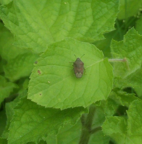 Genus Adria · iNaturalist