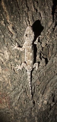 Tropical House Gecko