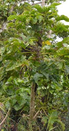 Osmoxylon mariannense
