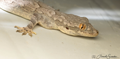Bark Gecko