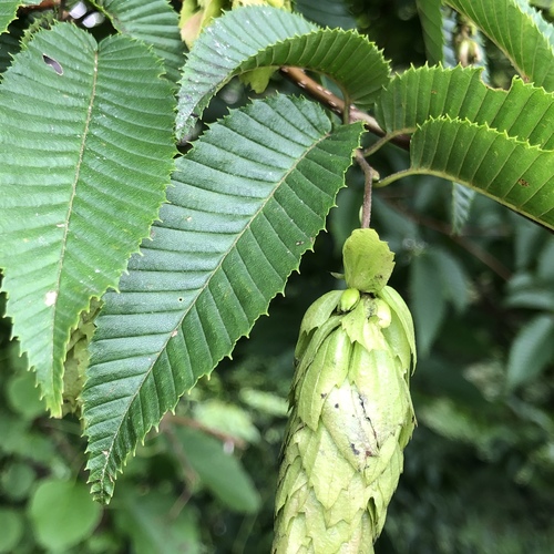 Japanese hornbeam