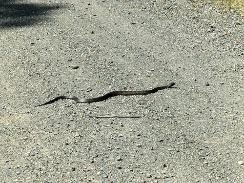 Tiger Snake sighting