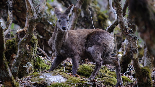 Himalayan Musk Deer (Moschus leucogaster) — Endangered Mammalia