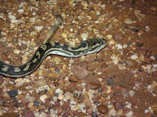 Inland Carpet Python sighting