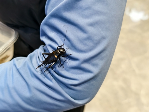 Southern Field Cricket