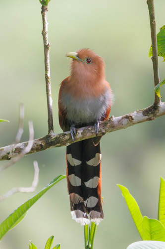 Common Squirrel-Cuckoo
