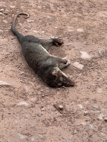 Black Four-eyed Opossum (Philander nigratus) — Data Deficient Mammalia