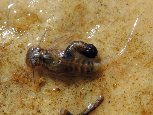 Symbiocladius
